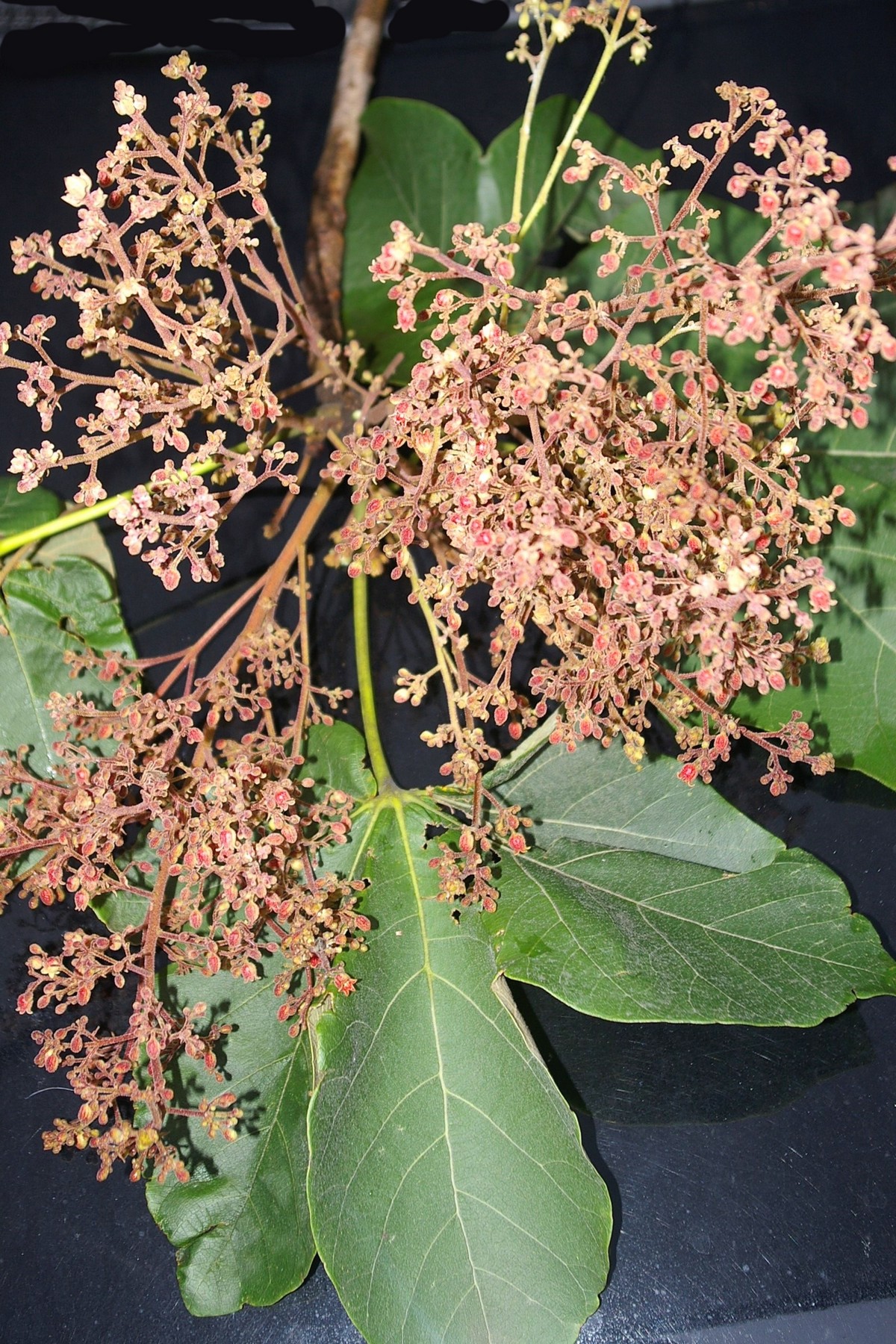 Sterculia Striata A St Hil Naudin Rvores Do Bioma Cerrado