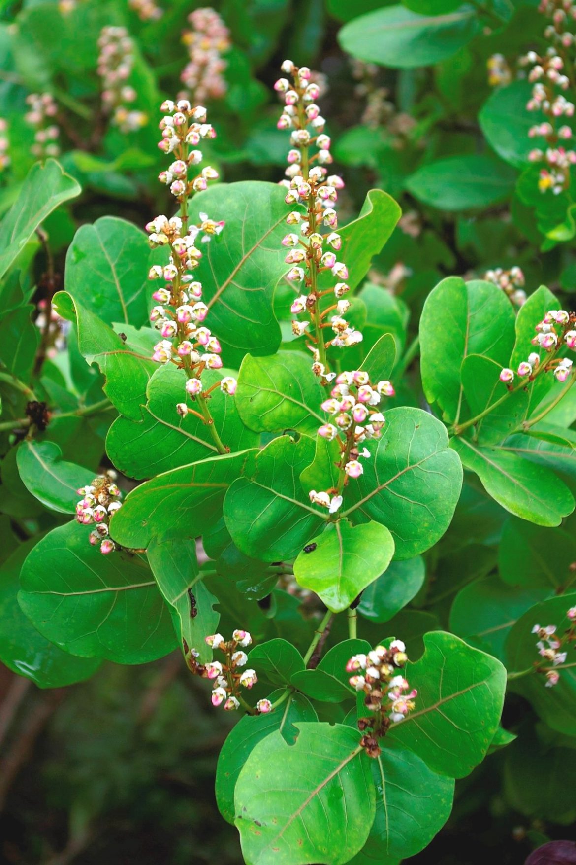 Byrsonima Coccolobifolia Kunth Árvores Do Bioma Cerrado 1644