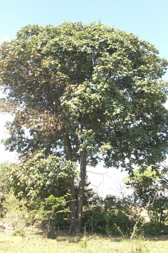 Ormosia arborea (Vell.) Harms | Árvores do Bioma Cerrado