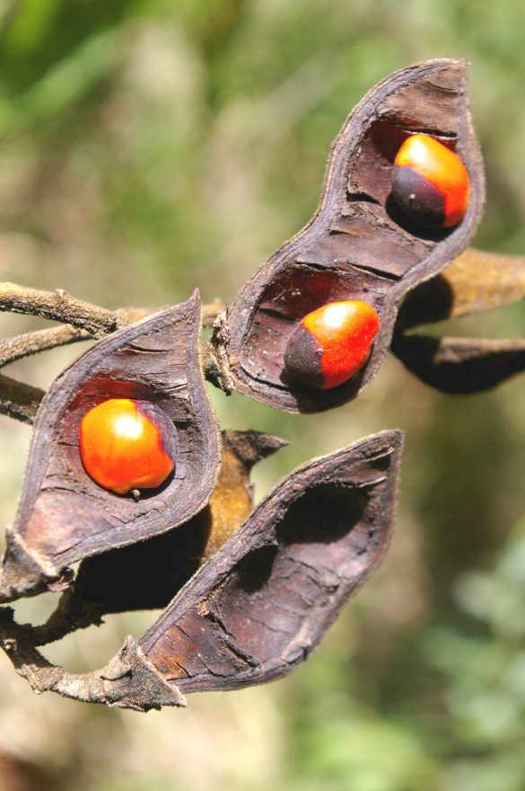 Ormosia arborea (Vell.) Harms | Árvores do Bioma Cerrado